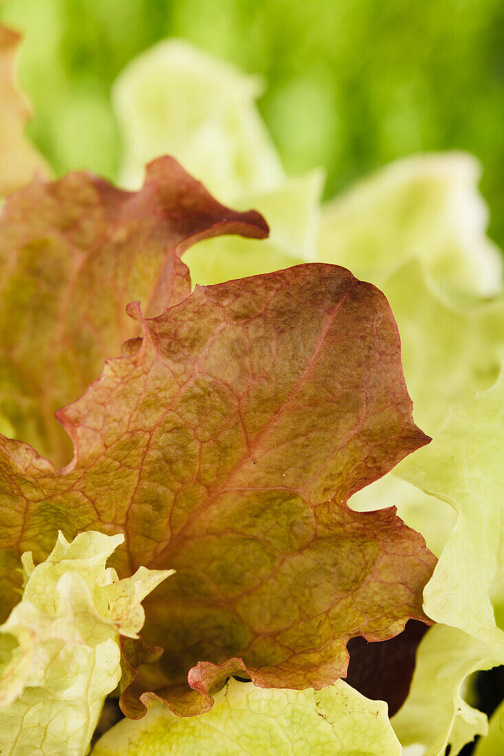 Lactuca sativa var. crispa