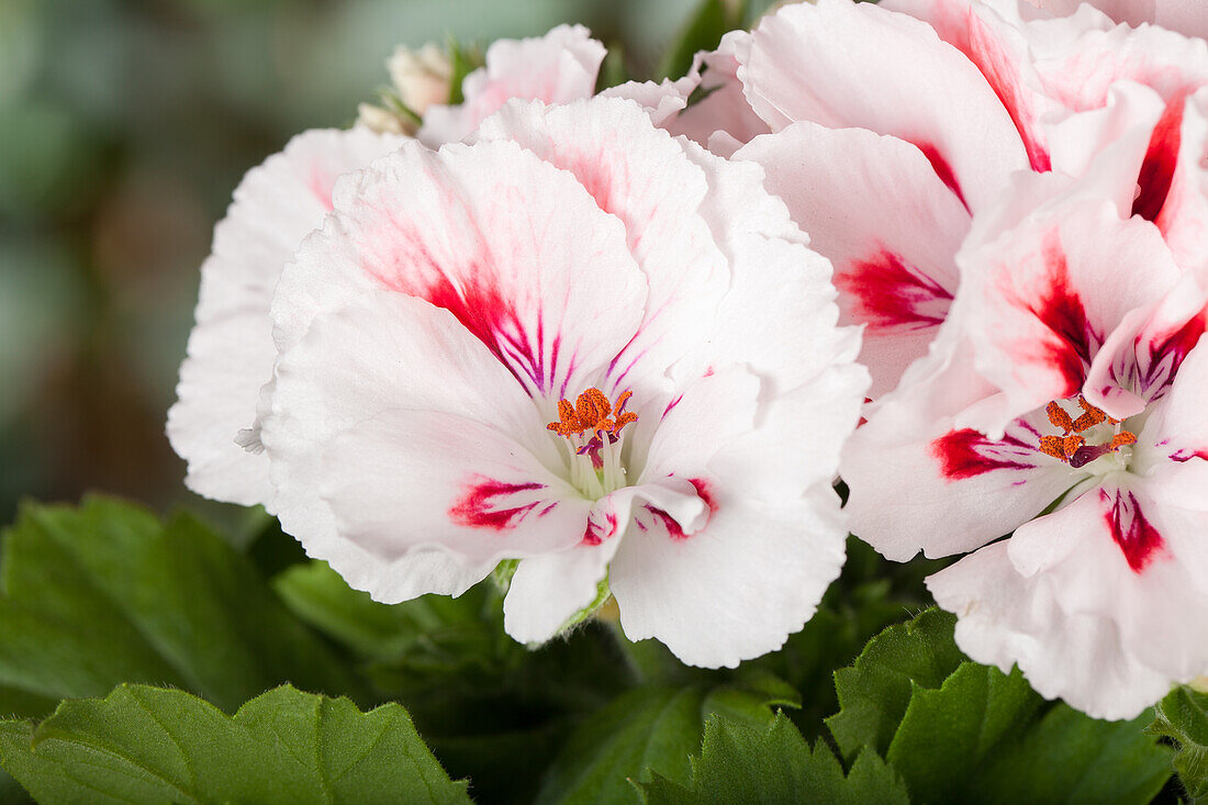 Pelargonium grandiflorum