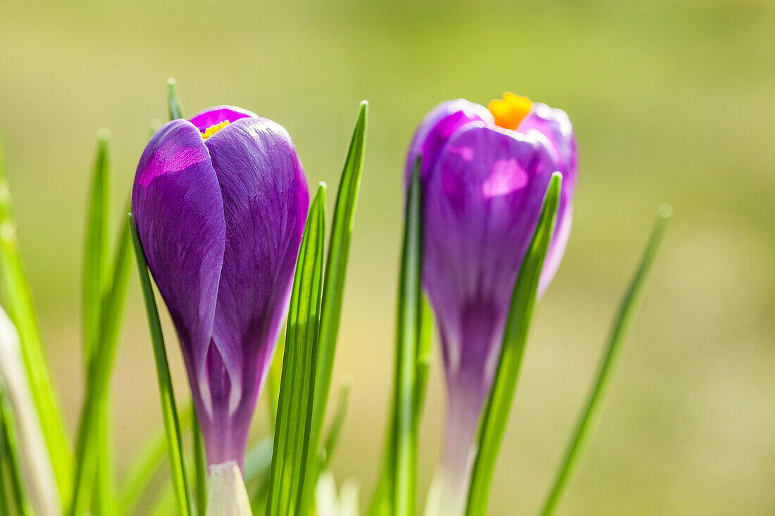 Crocus vernus 'Remembrance'