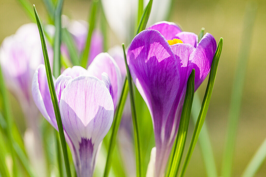 Crocus vernus 'King of the Striped'