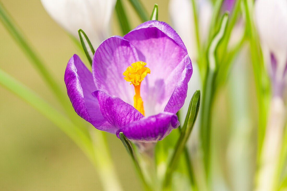 Crocus vernus 'King of the Striped'