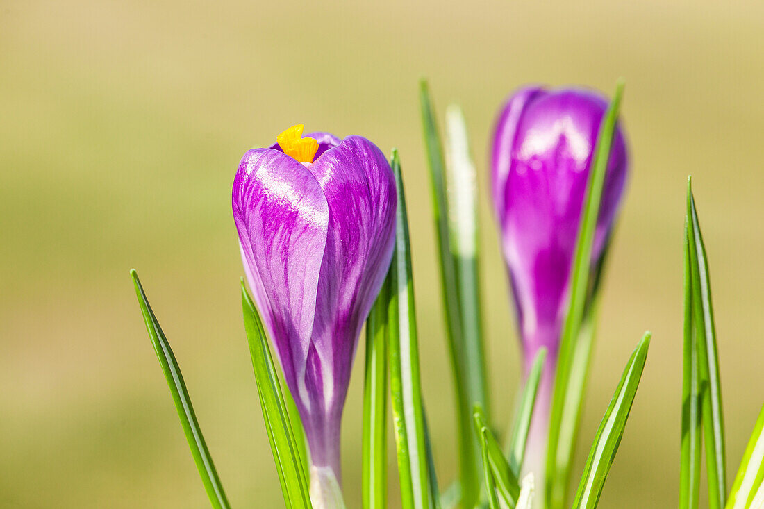 Crocus vernus 'Remembrance'