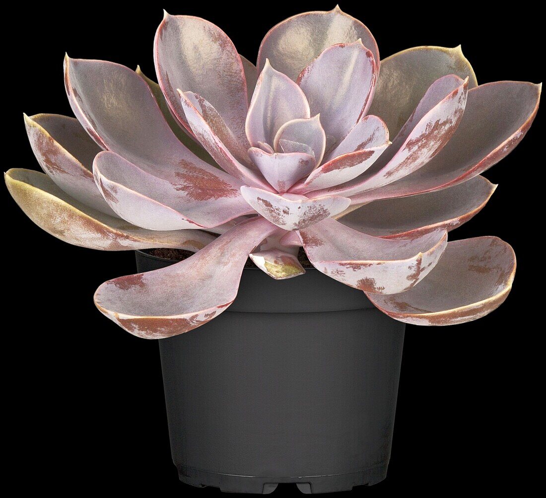 Echeveria 'Perle von Nürnberg' (Pearl of Nuremberg)