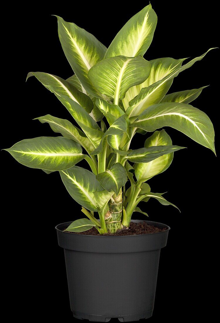 Dieffenbachia maculata