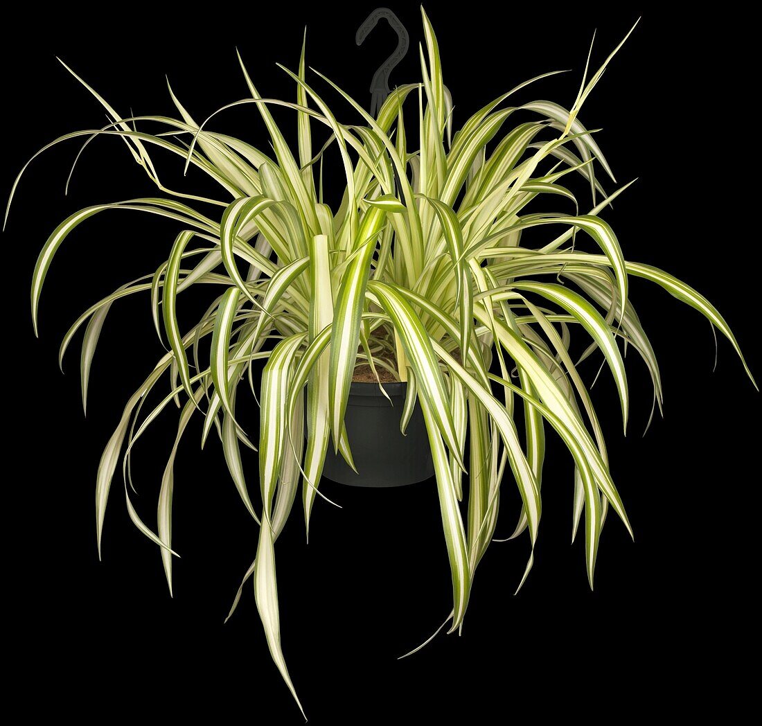 Chlorophytum comosum