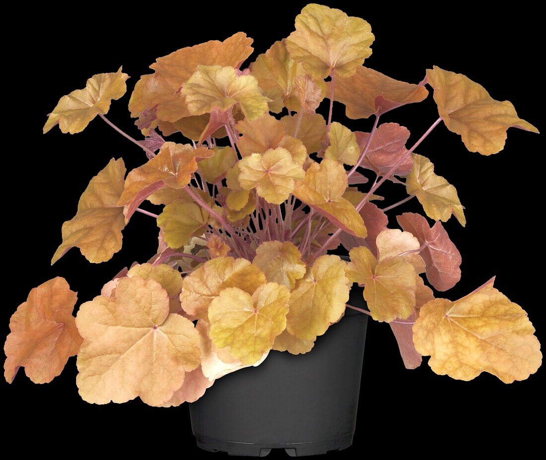 Heuchera