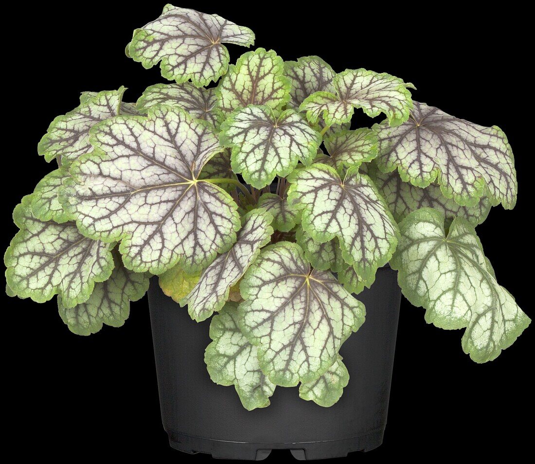 Heuchera