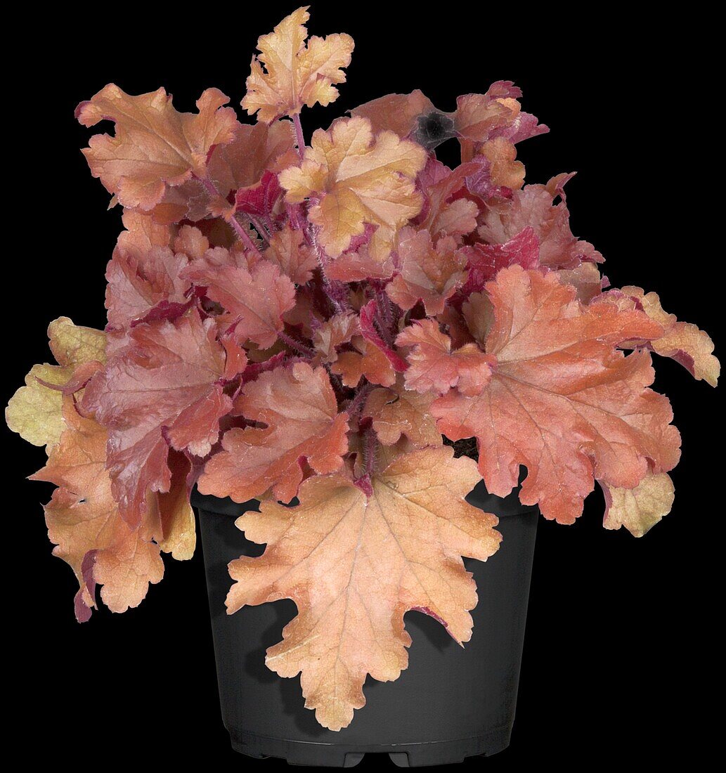 Heuchera