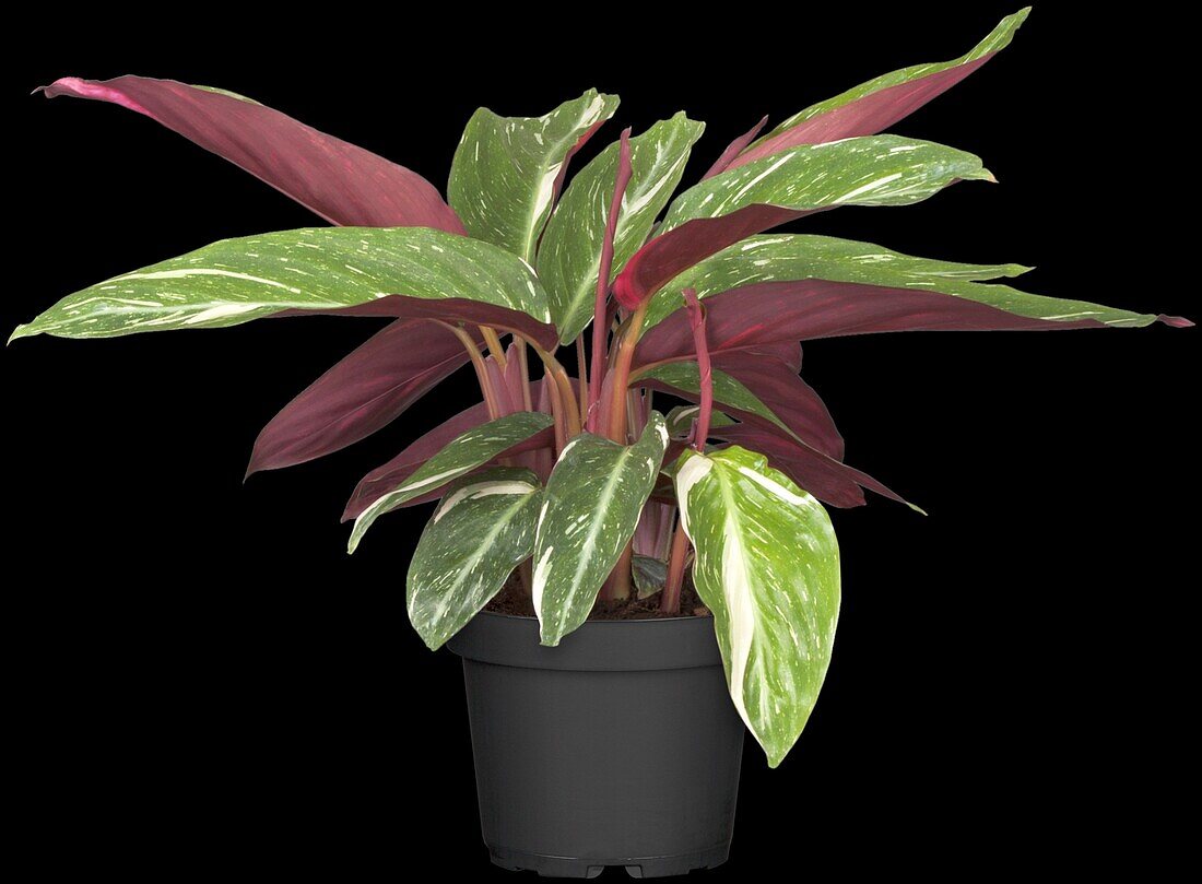 Calathea