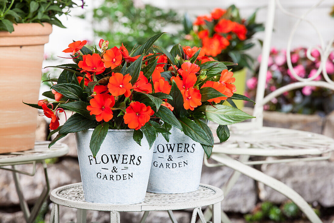 Impatiens new guinea, red