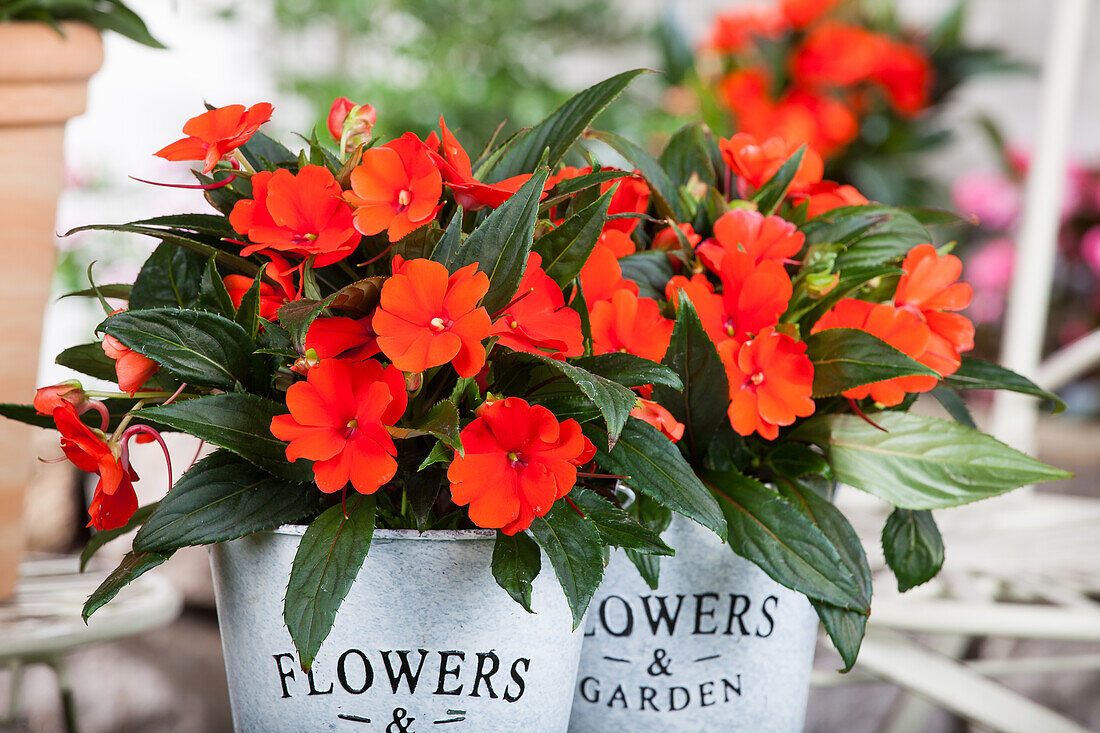 Impatiens neuguinea, rot