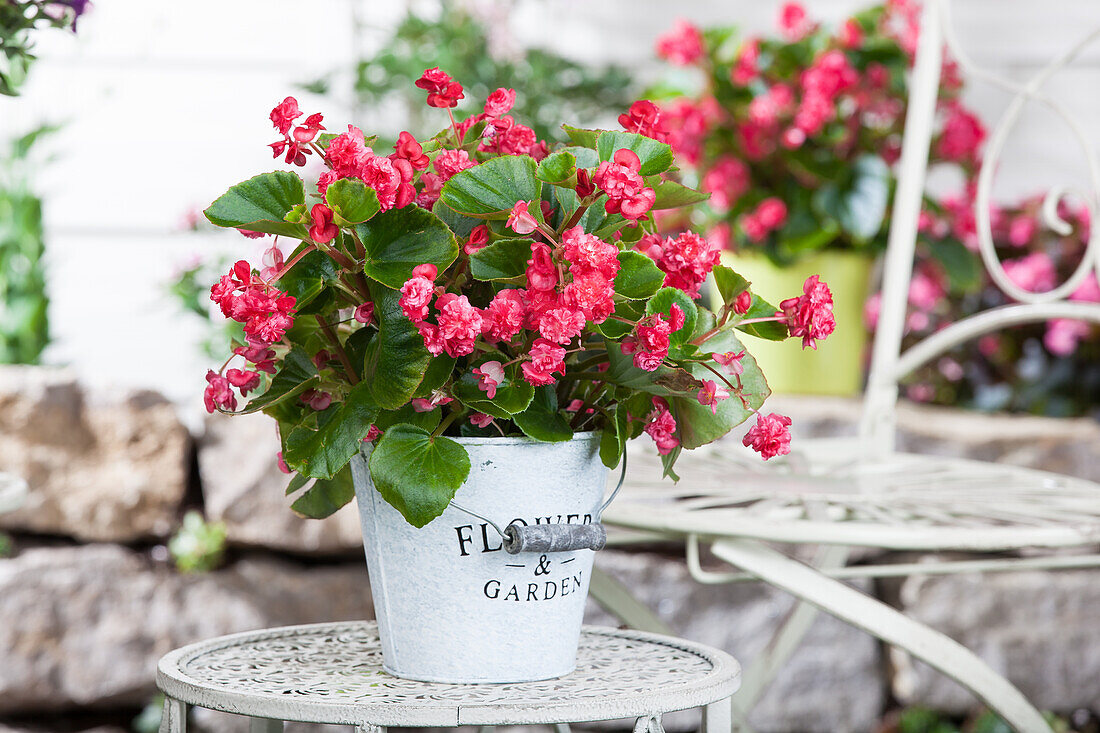 Begonia semperflorens, red