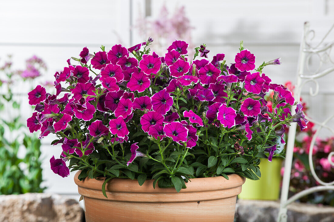 Petunia, purple