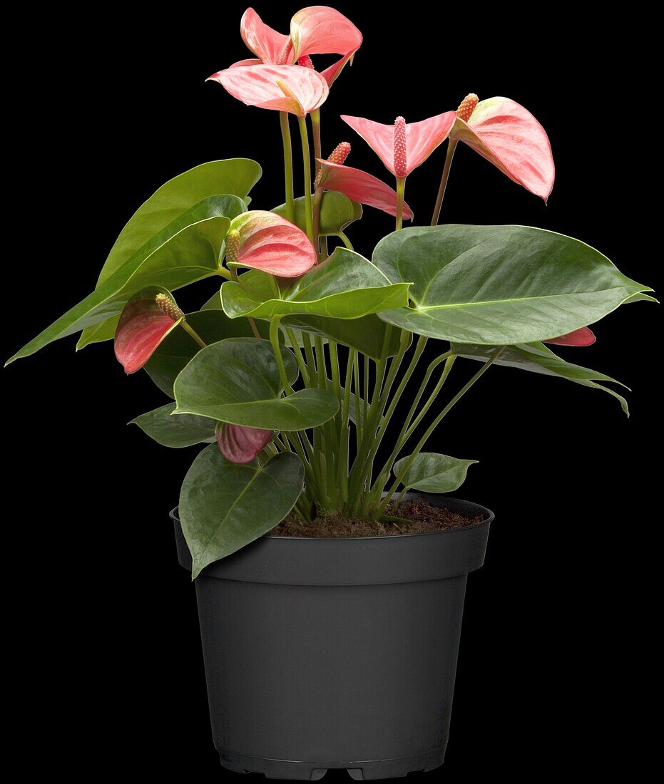 Anthurium andreanum