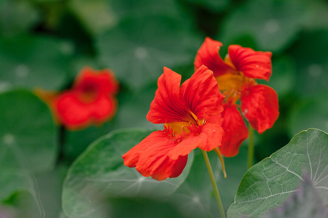 Tropaeolum majus, red