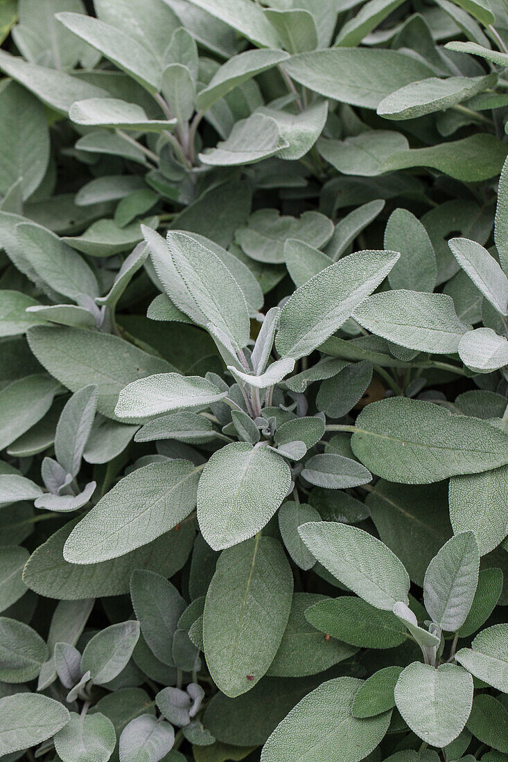 Salvia officinalis 'Grower`s Friend'