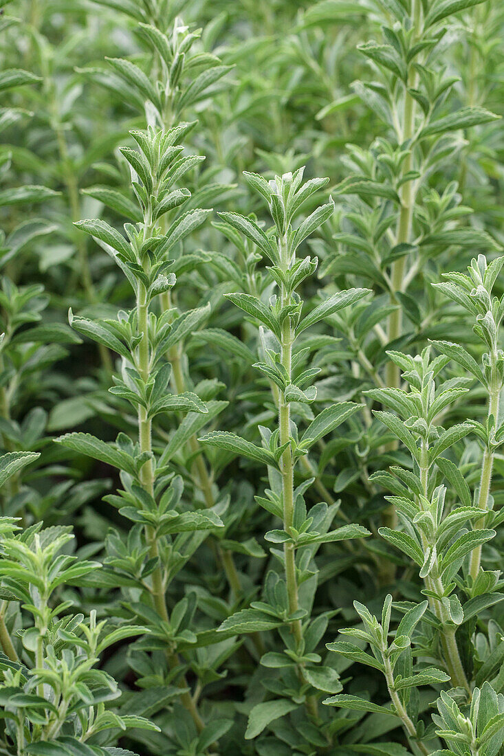 Stevia rebaudiana