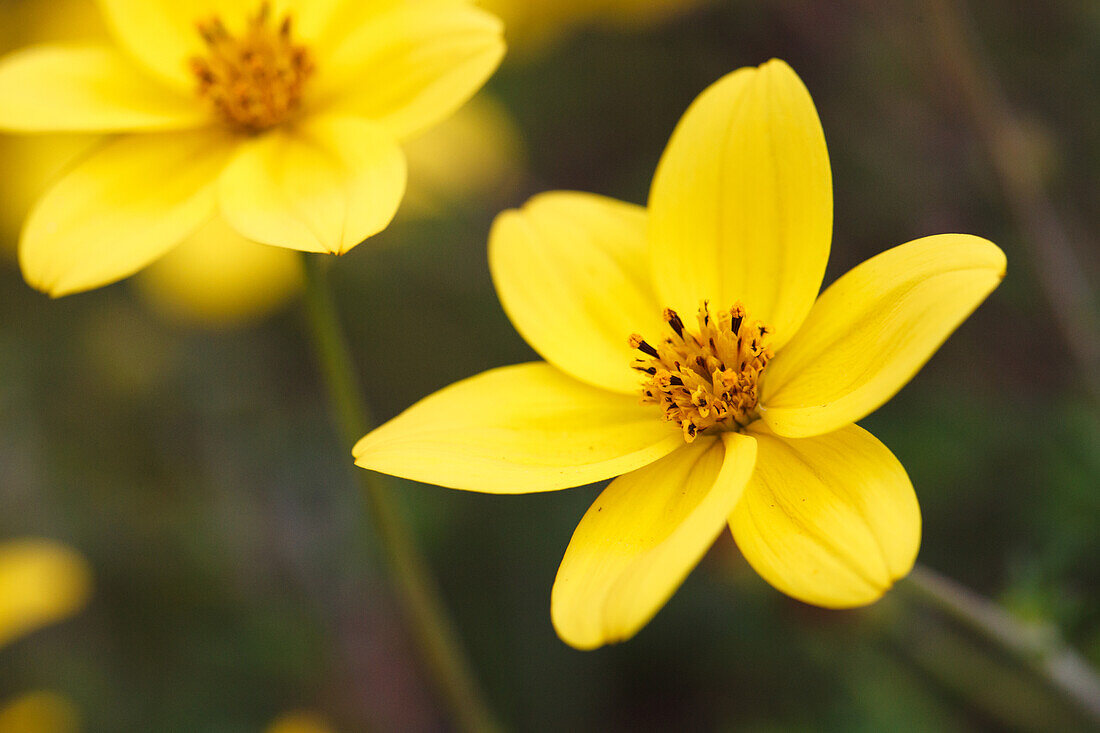 Bidens ferulifolia 2Teeth® 'Top Sun