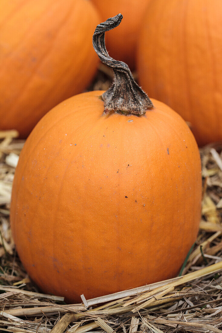 Cucurbita maxima