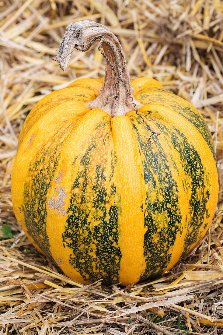 Cucurbita pepo subsp. pepo convar. microcarpina