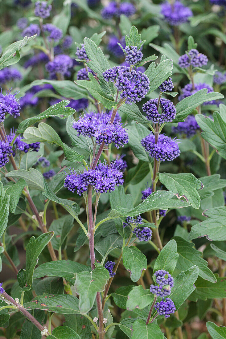 Caryopteris clandonensis 'Grand Bleu'®