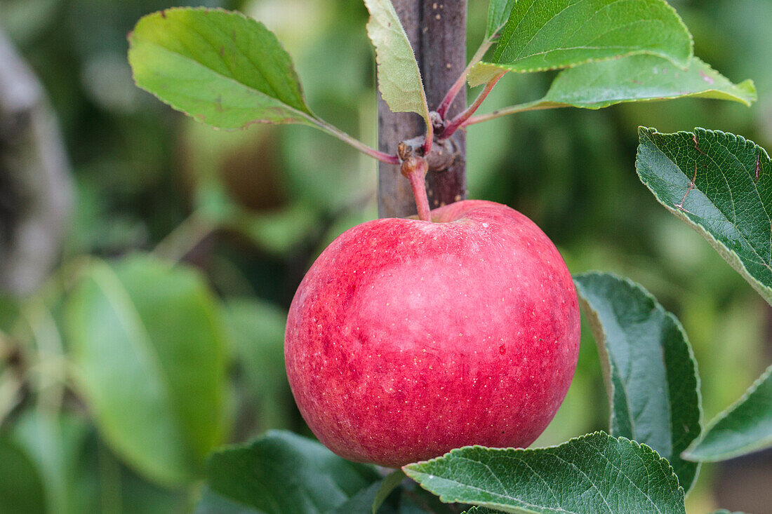 Malus domestica 'Royal Gala