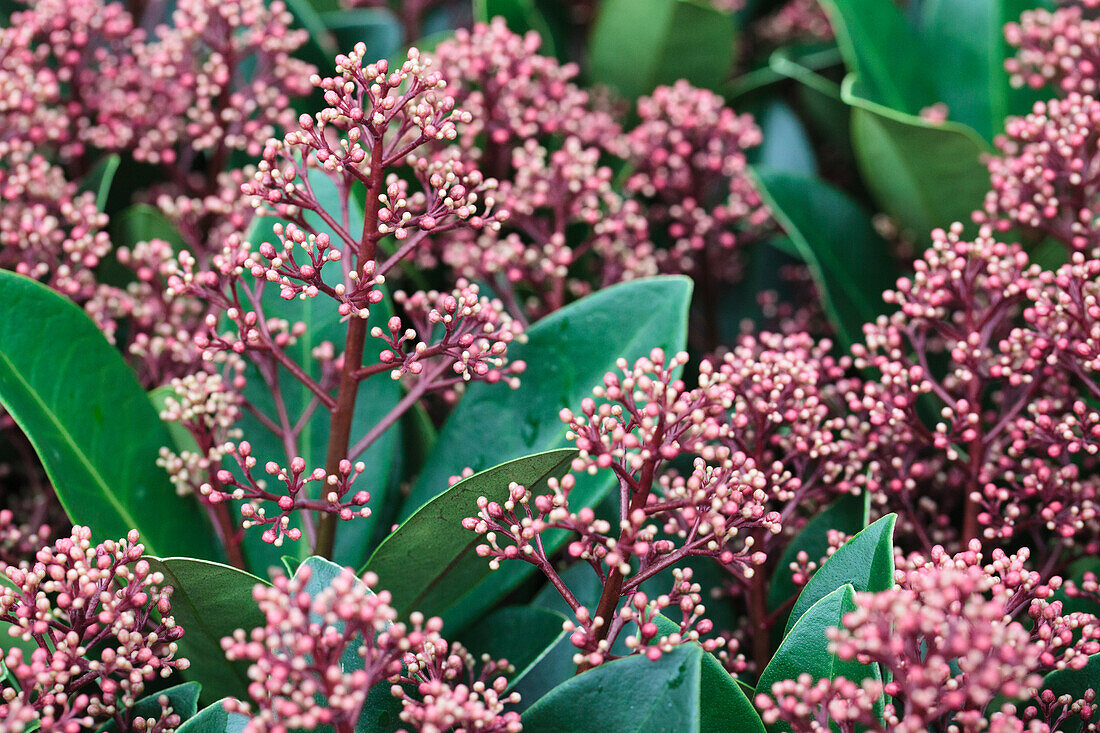 Skimmia japonica 'Rubella'