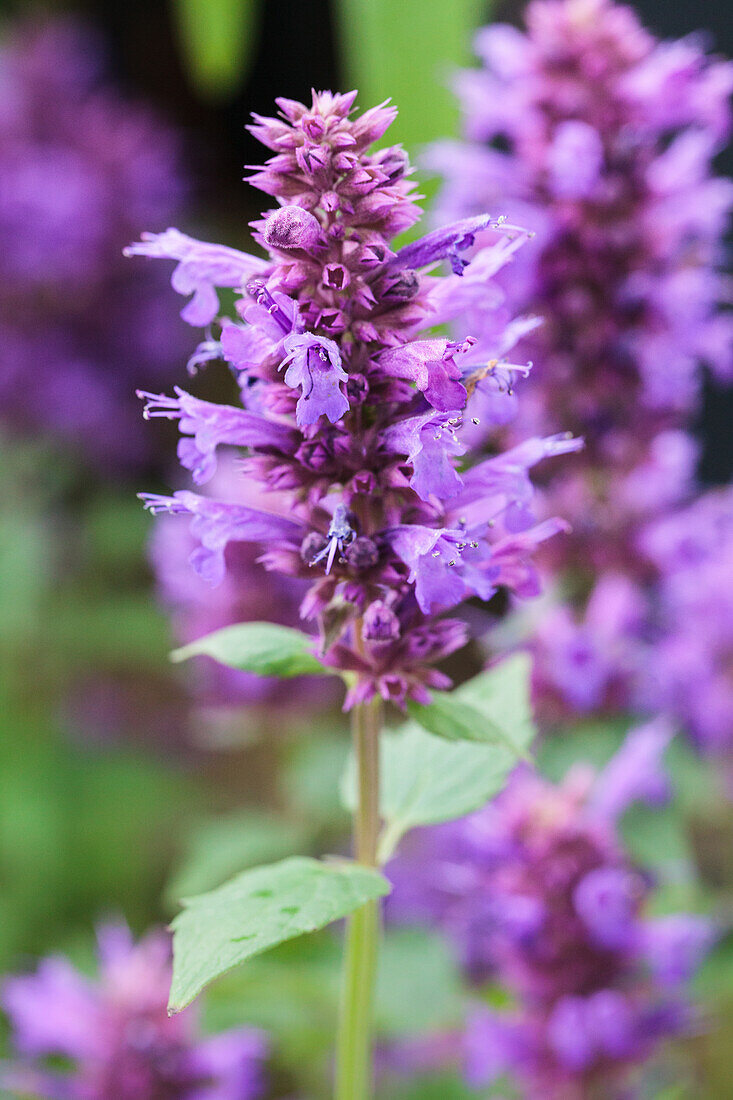 Agastache foeniculum 'Summer Skies'®