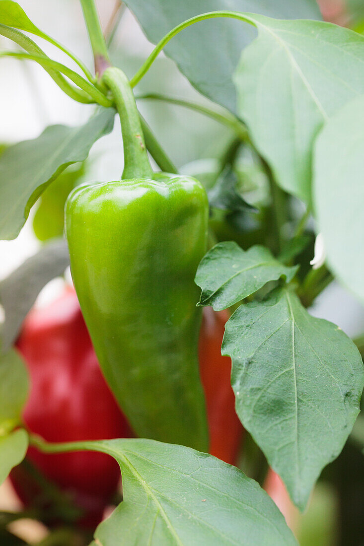 Capsicum annuum 'Balconi'