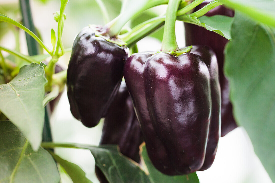 Capsicum annuum 'Purple Patio F1'