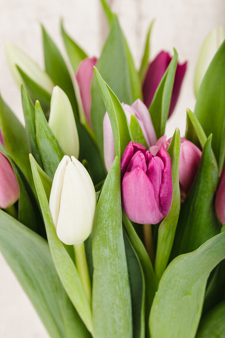 Tulipa