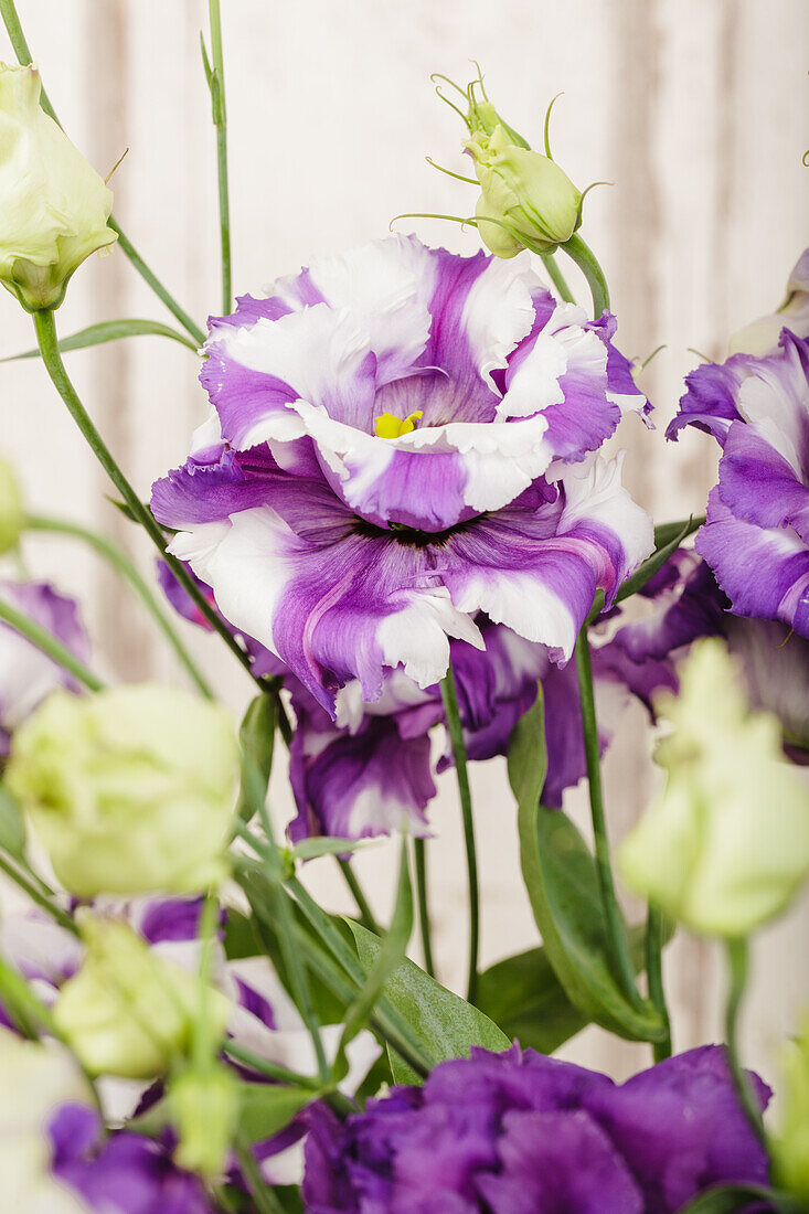 Eustoma