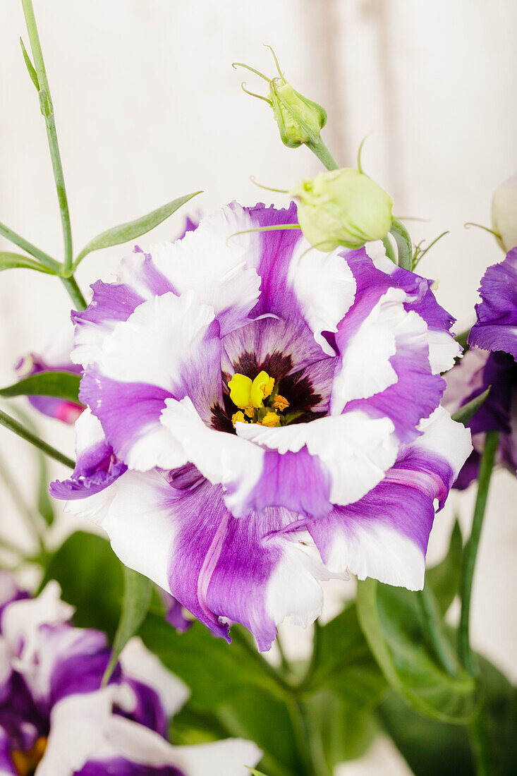 Eustoma