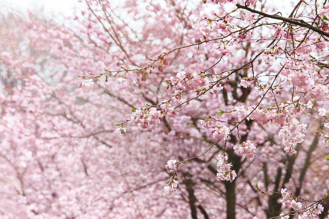 Prunus subhirtella 'Accolade'