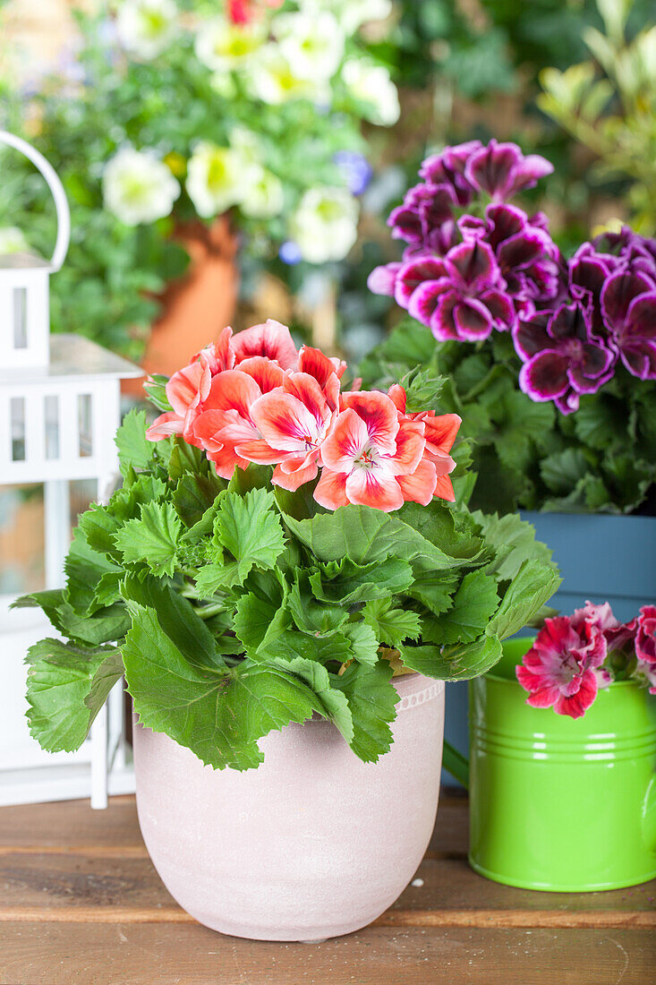 Pelargonium grandiflorum