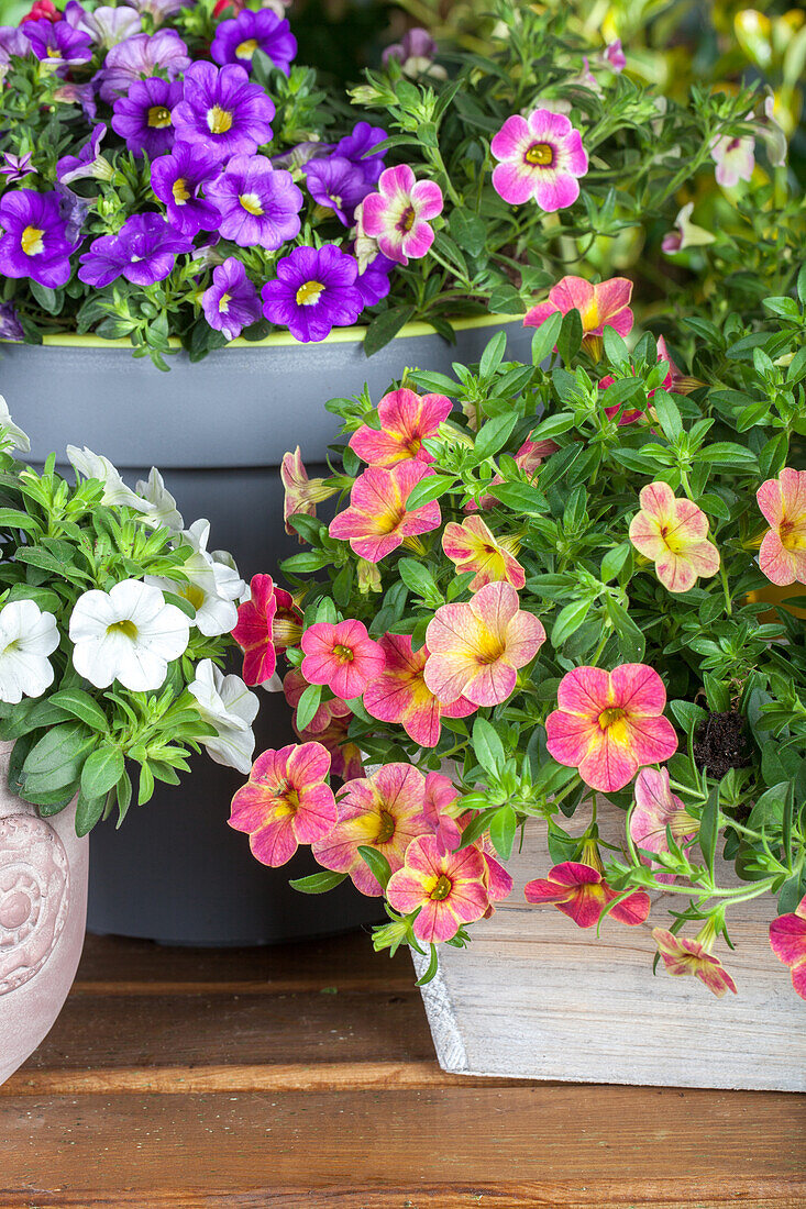 Calibrachoa 'Chameleon® Sunshine Berry'.