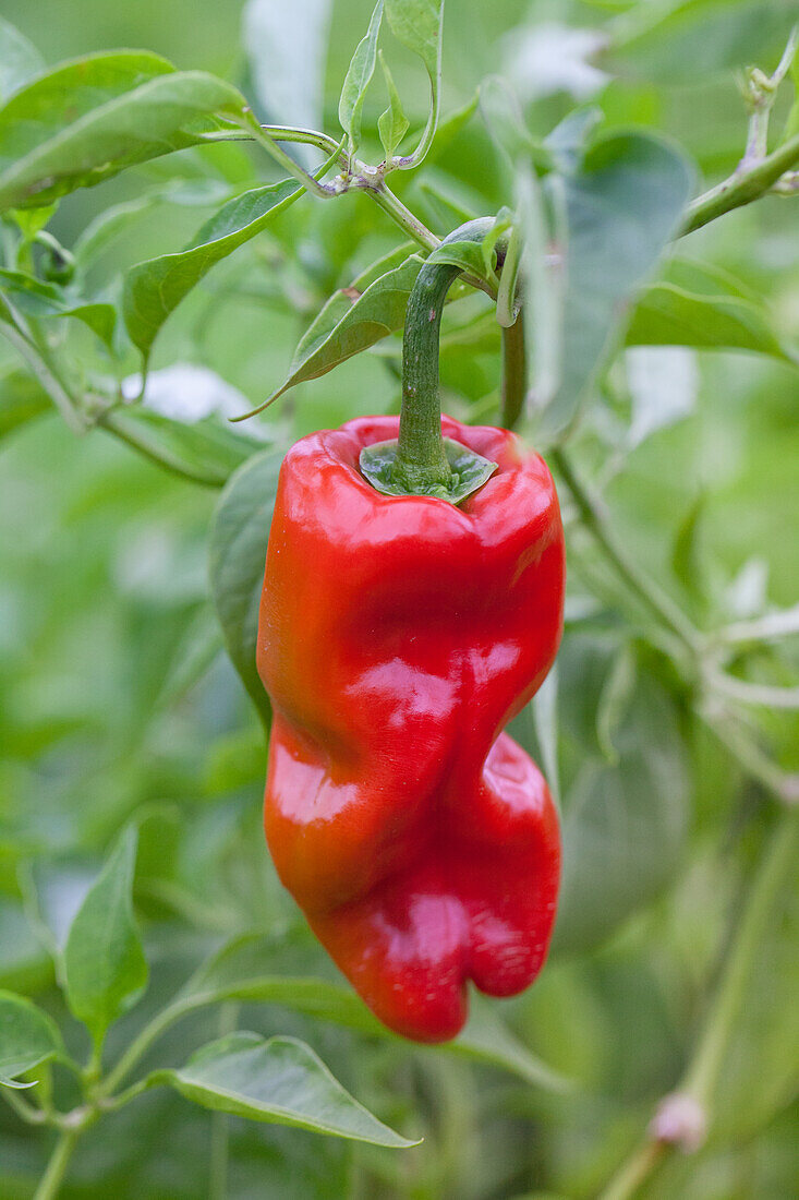 Capsicum chinense 'Habanero Tropical Red'