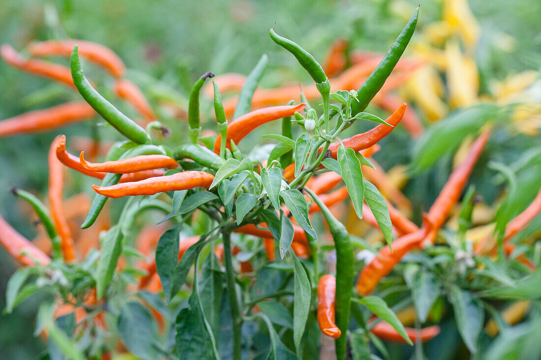 Capsicum frutescens 'Kilian'