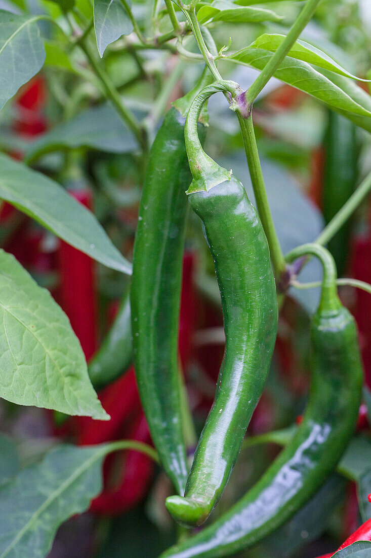 Capsicum baccatum 