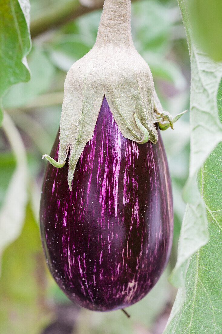 Solanum melongea