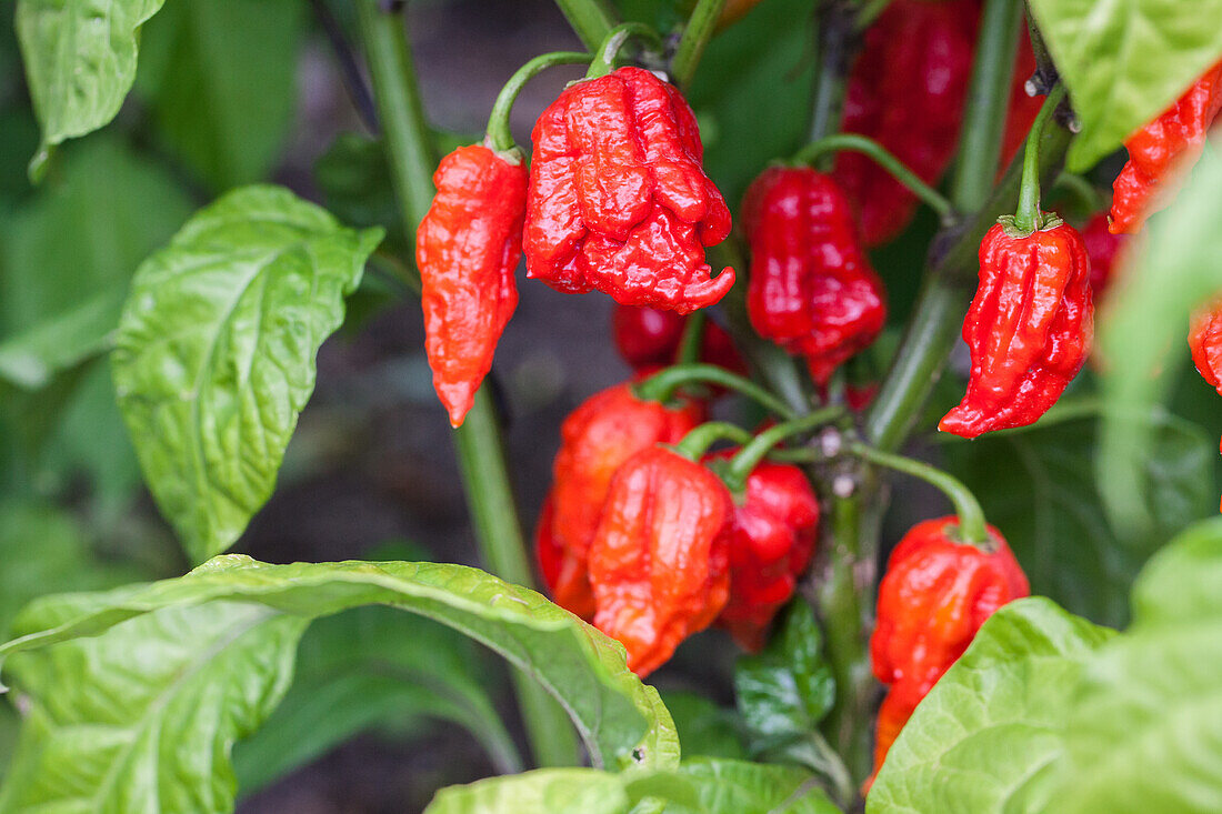 Capsicum chinense 'Carolina Reaper'