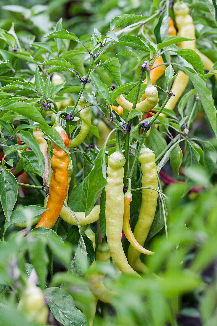 Capsicum annuum var. longum