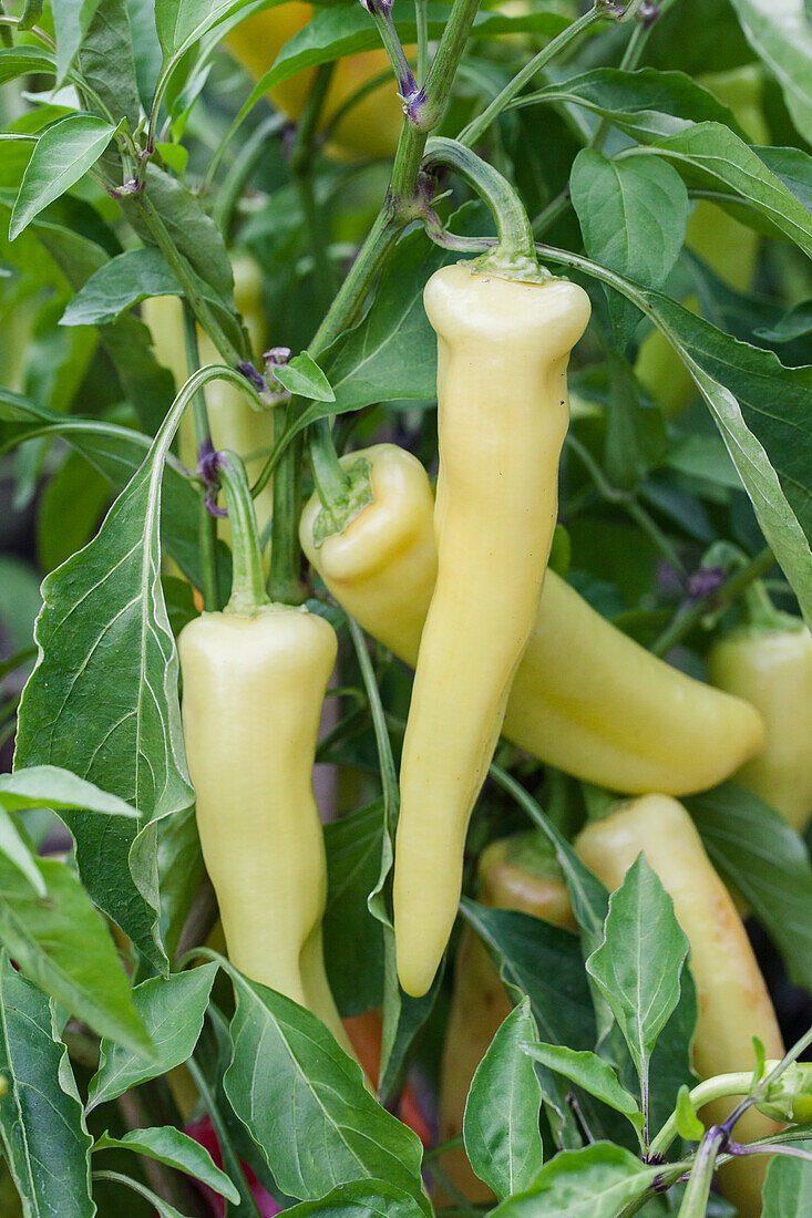 Capsicum annuum 'Tabaluga'.