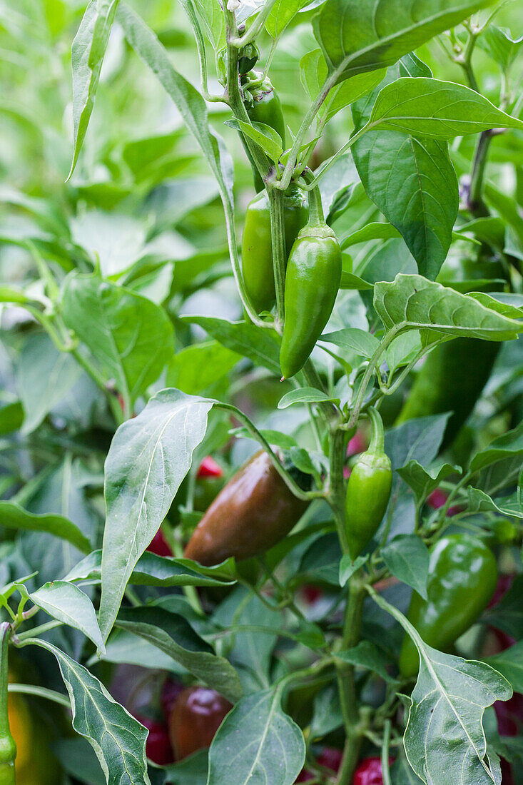 Capsicum annuum 'Goat's horn Bello