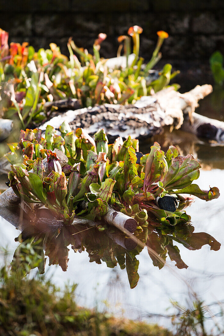 Sarracenia