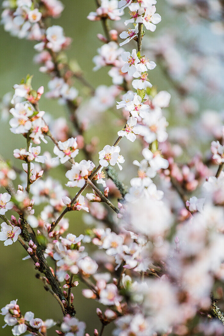 Prunus tomentosa 'Orient'