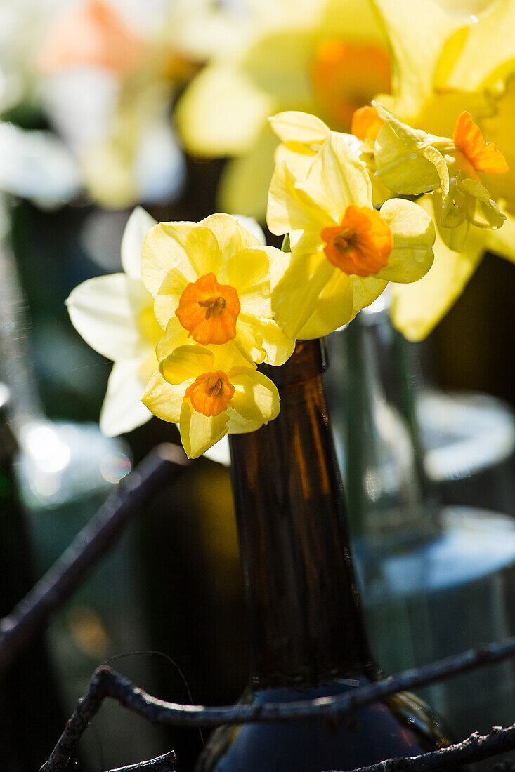 Decoration with daffodils