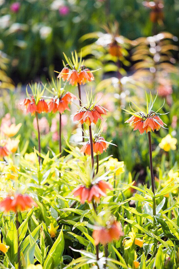 Fritillaria imperialis 'Beethoven'