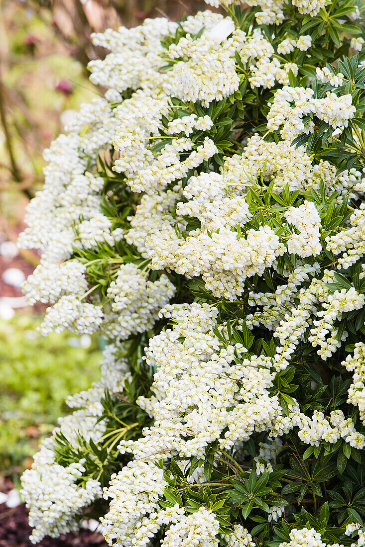 Pieris japonica 'Debutante'