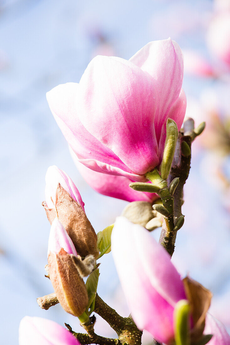 Magnolia x soulangiana 'Laura'